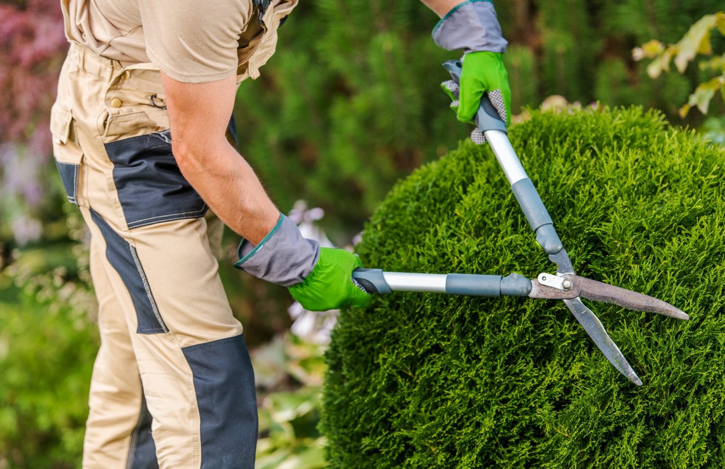 Pruning and trimming